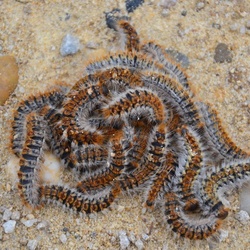 2016-12-10 Bordeaux/Cap Ferret/DSC_0195.JPG